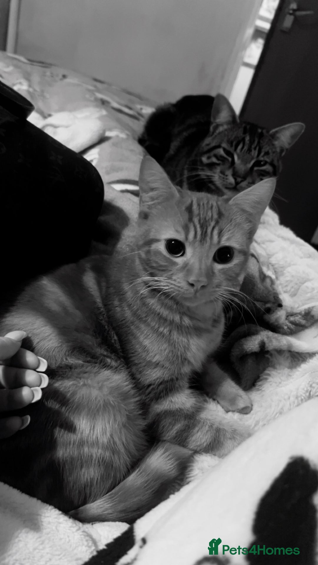 Mixed Breed cats for sale: Kittens  - Advert 1