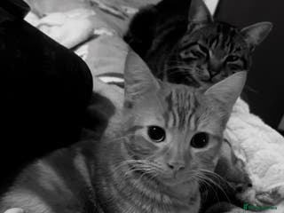 Mixed Breed cats Kittens - Advert 8