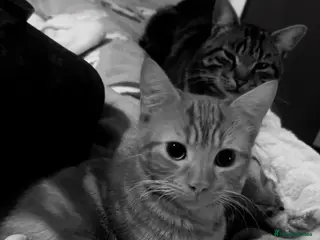 Mixed Breed cats Kittens - Advert 14