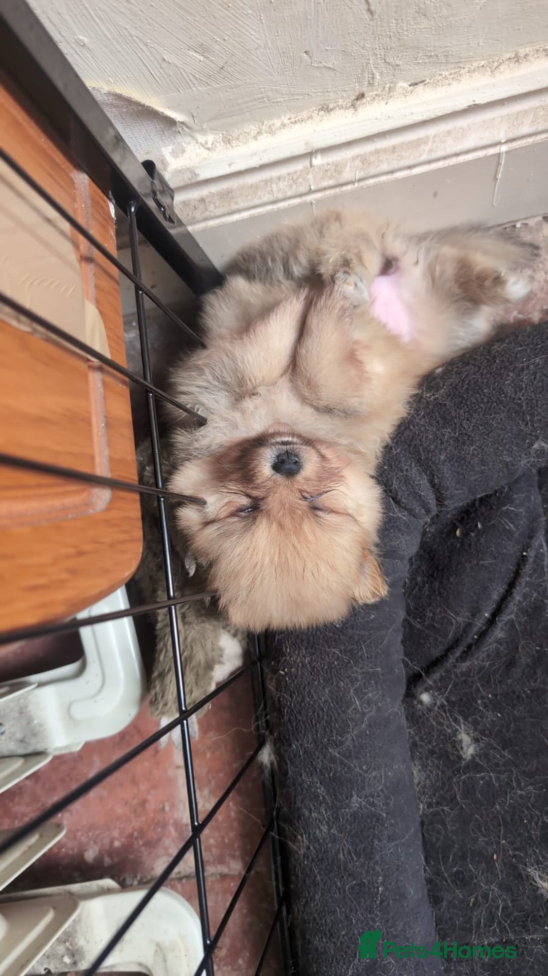 Pomeranian dogs for sale: ⭐⭐Gorgeous Pomeranian puppies⭐⭐ - Image 3