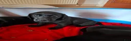 Labrador Retriever dogs for sale: Beautiful Black Labrador Pups - Advert 20