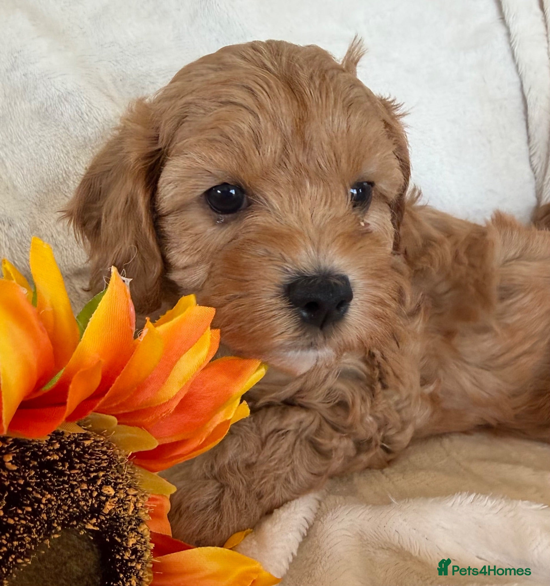 Cavapoo dogs Stunning F1 Cavapoos puppies  - Advert 1