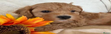 Cavapoo 1