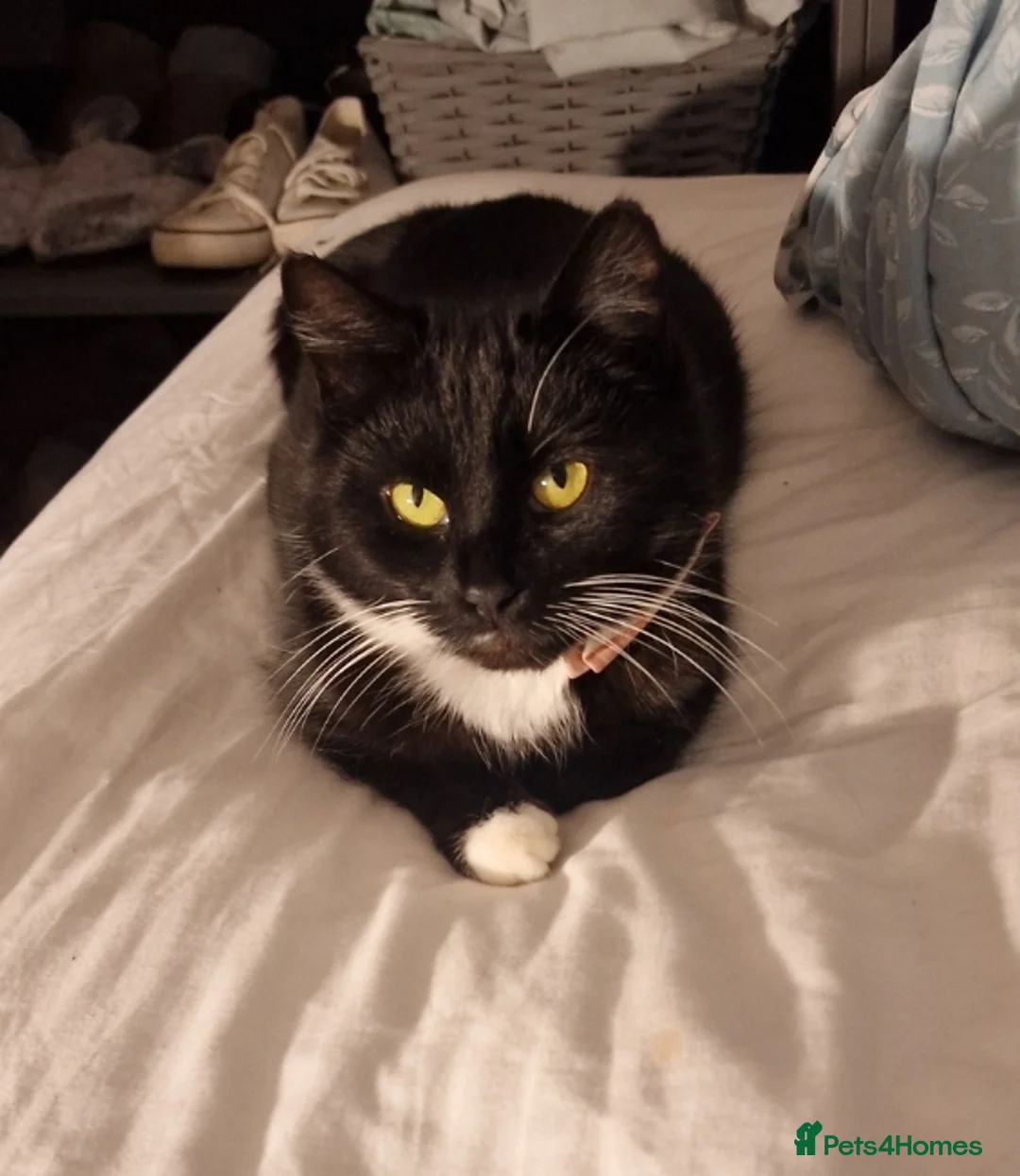 Domestic Shorthair cats for sale: 3 stunning male kittens - Advert 2