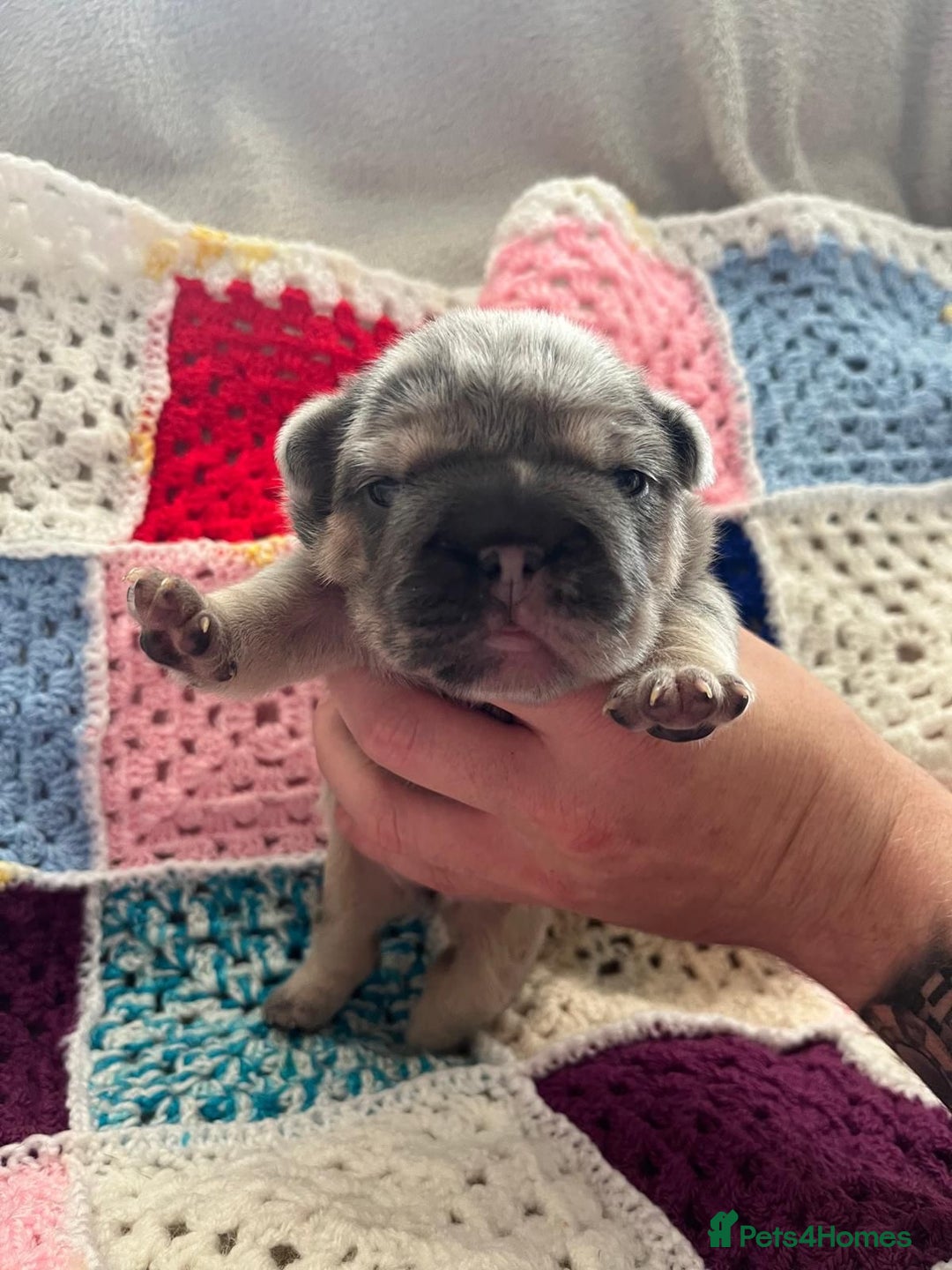 French Bulldog dogs for sale: ⭐️ KC Rope nose frenchies carrying fluffy ⭐️ - Image 4