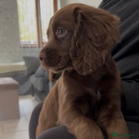 Cocker Spaniel dogs - Advert 13