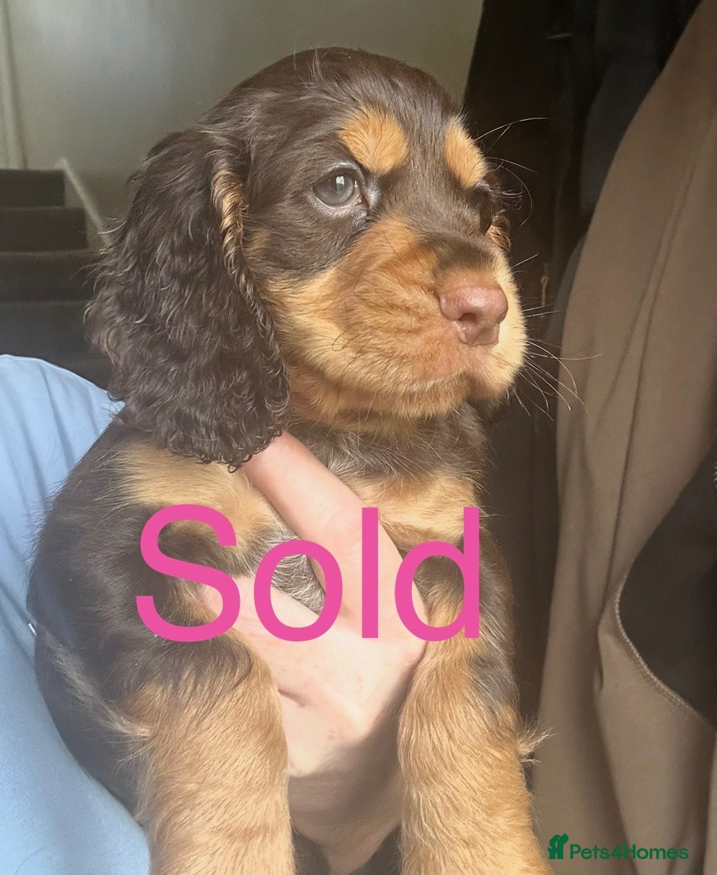 Cocker Spaniel dogs Black and Tan Cocker Spaniels 💙💖💙💖🐶🐶🐶🐶 - Advert 1