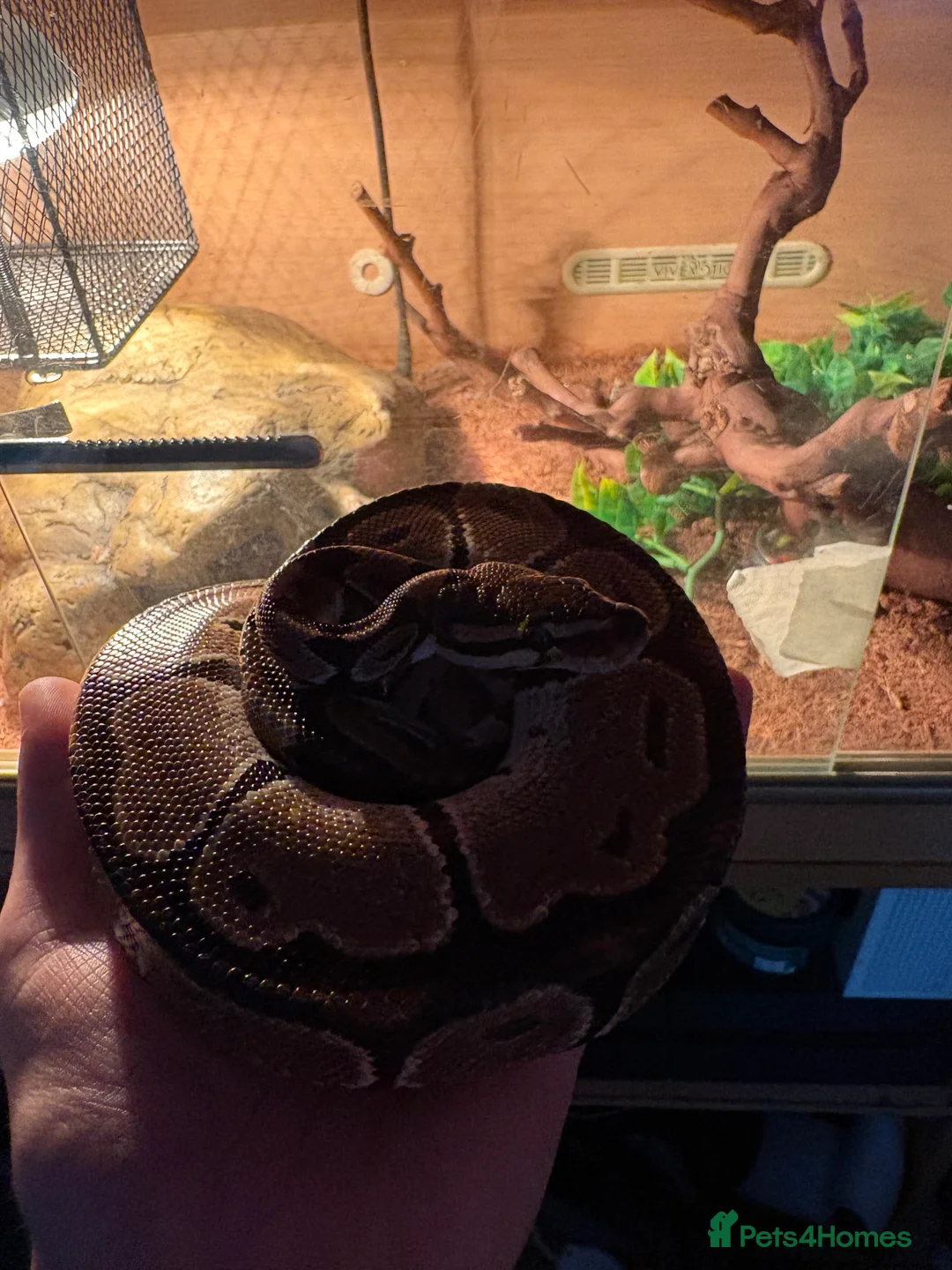 Python Snake reptiles for sale: Royal python in Morecambe - Advert 1