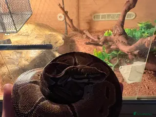 Python Snake reptiles Royal python in Morecambe - Advert 2