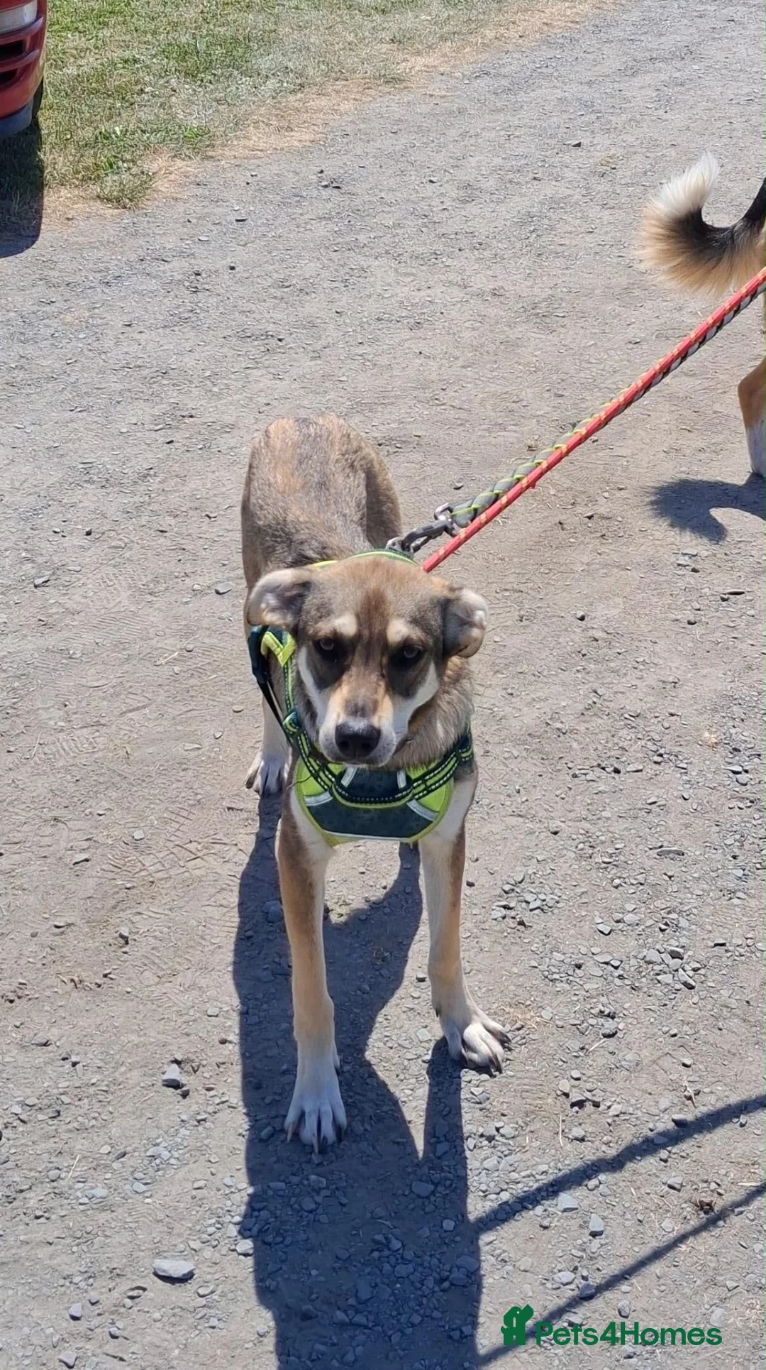 Mixed Breed dogs for adoption: Star ⭐  in Stoke-on-Trent - Advert 6