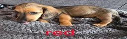 Dachshund dogs for sale: Miniature dachshunds  - Advert 11