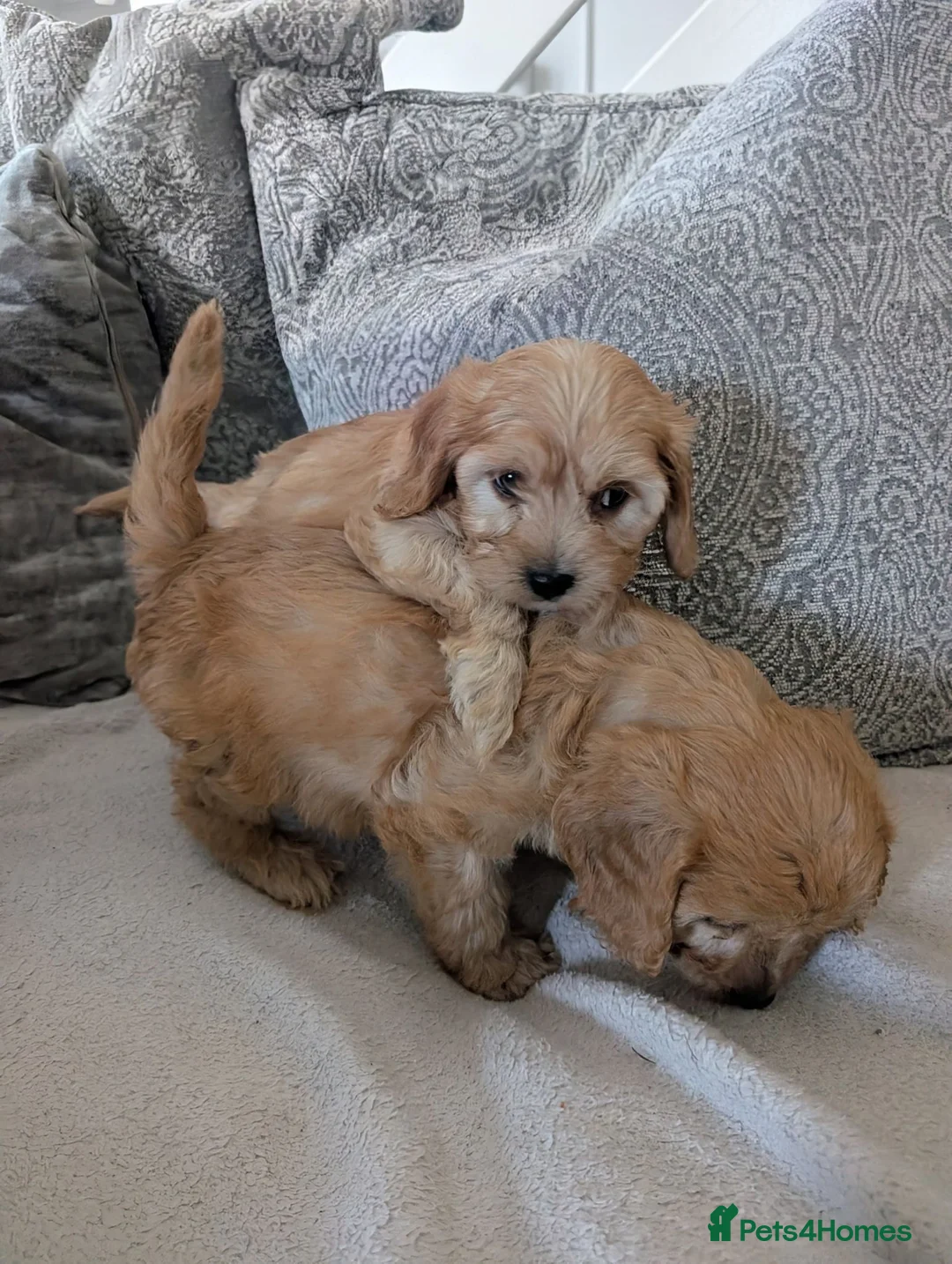 Cavapoo dogs for sale: Adorable F1 Cavapoos puppies  - Advert 1