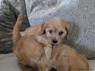 Cavapoo dogs Adorable F1 Cavapoos puppies - Advert 8