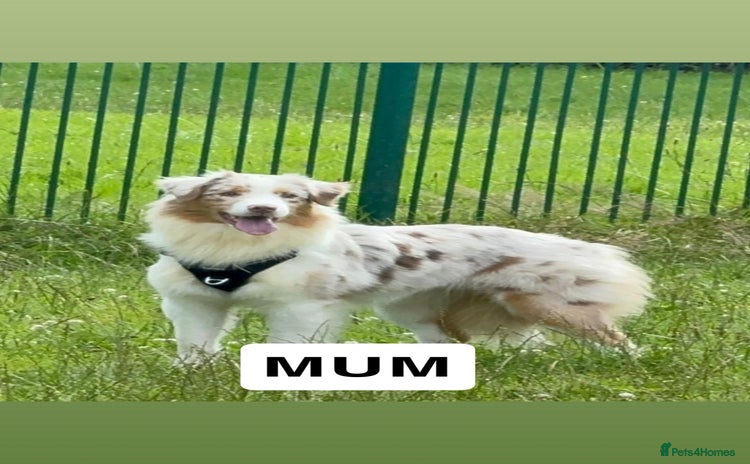 Australian Shepherd dogs - Advert 1
