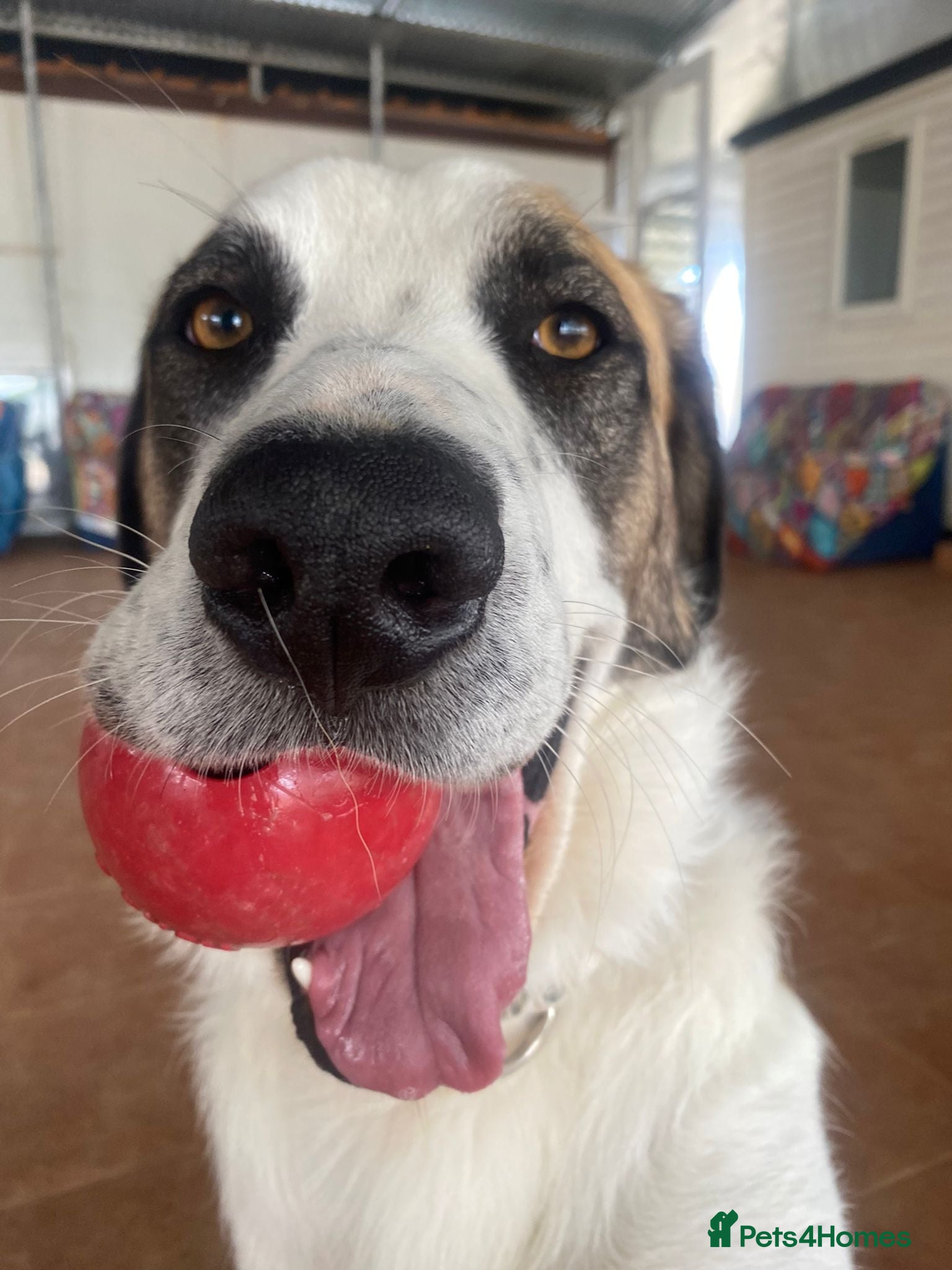 Mixed Breed dogs 🐾 Meet Benji 😍😍 - Advert 1