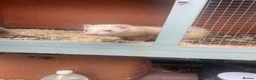 Ferret rodents for sale: Ferret kits for sale in Bristol - Advert 4