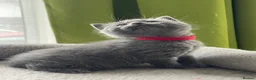 British Shorthair cats for sale: Beautiful British kittens 🐈‍⬛  - Advert 13