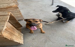 Mixed Breed dogs for adoption: Jenny, 18 months. Available for adoption. - Image 3