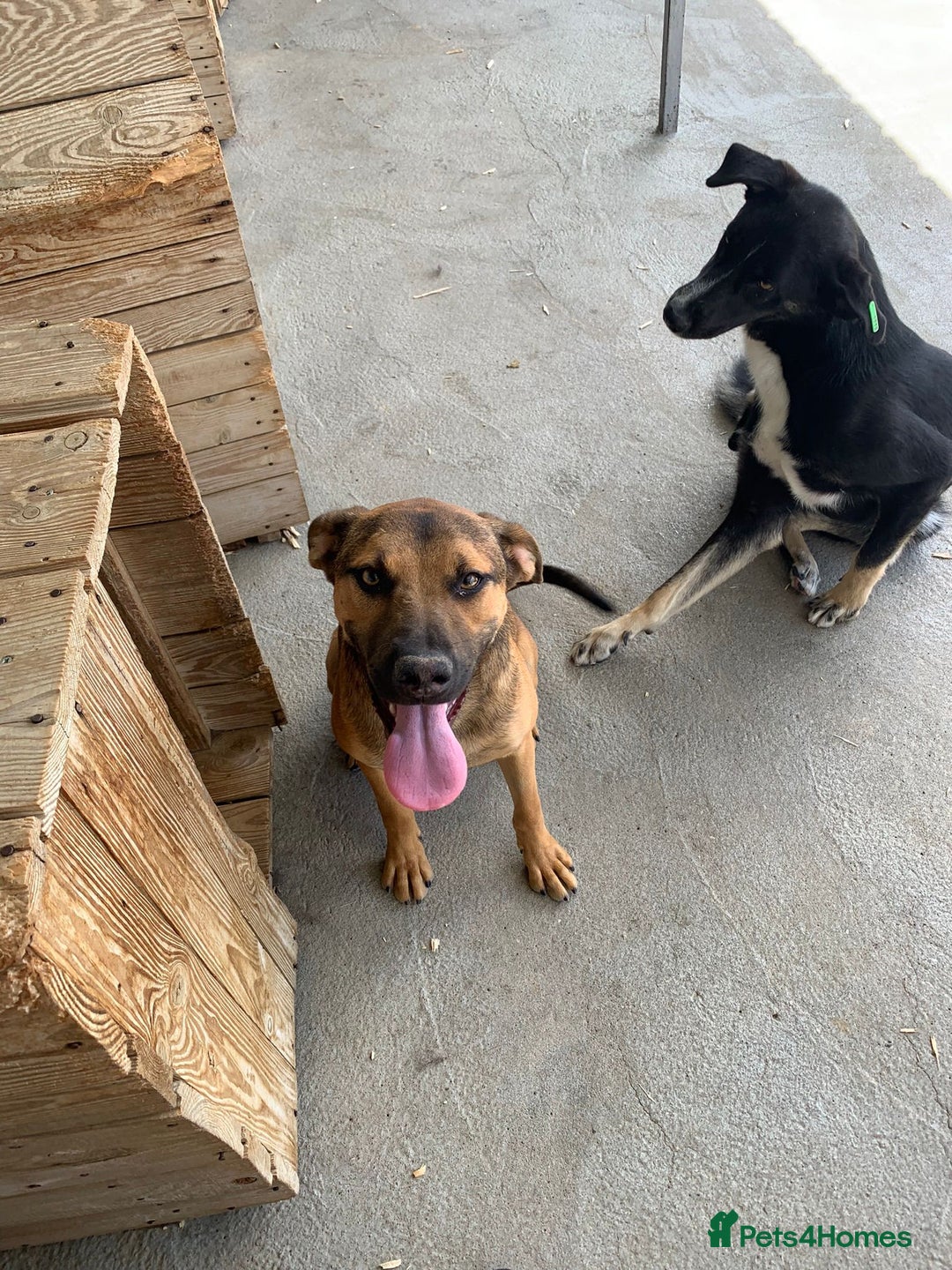 Mixed Breed dogs for adoption: Jenny, 18 months. Available for adoption. - Image 3