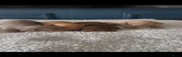 Miniature Dachshund dogs for sale: Stunning miniature daschunds - Advert 10