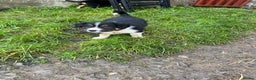 Border Collie dogs for sale: 3 stunning collie boy pups  - Advert 4