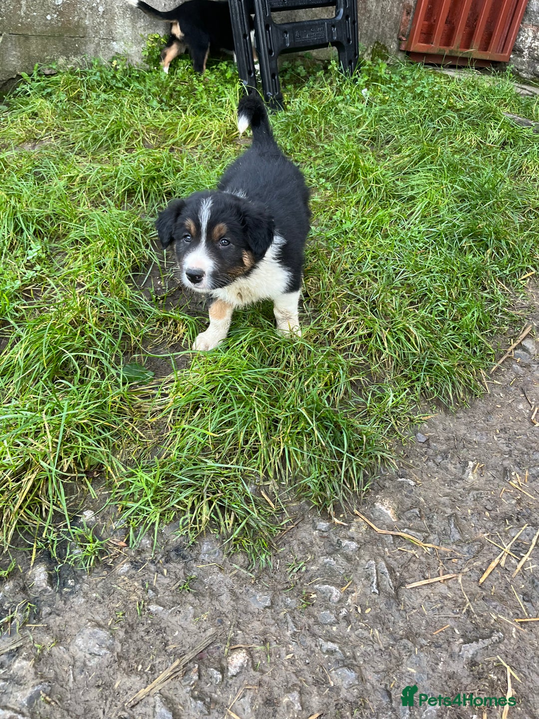 Border Collie dogs for sale: 3 stunning collie boy pups  - Advert 4