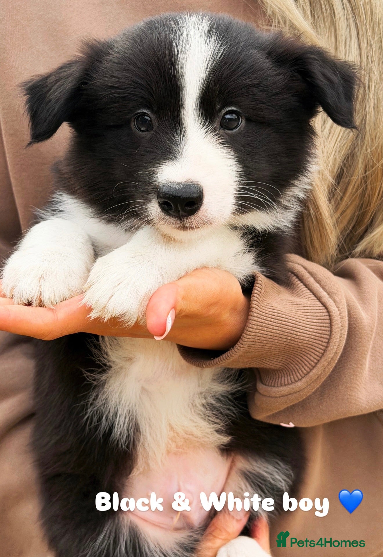 Border Collie dogs Stunning Champion line puppies  - Advert 2