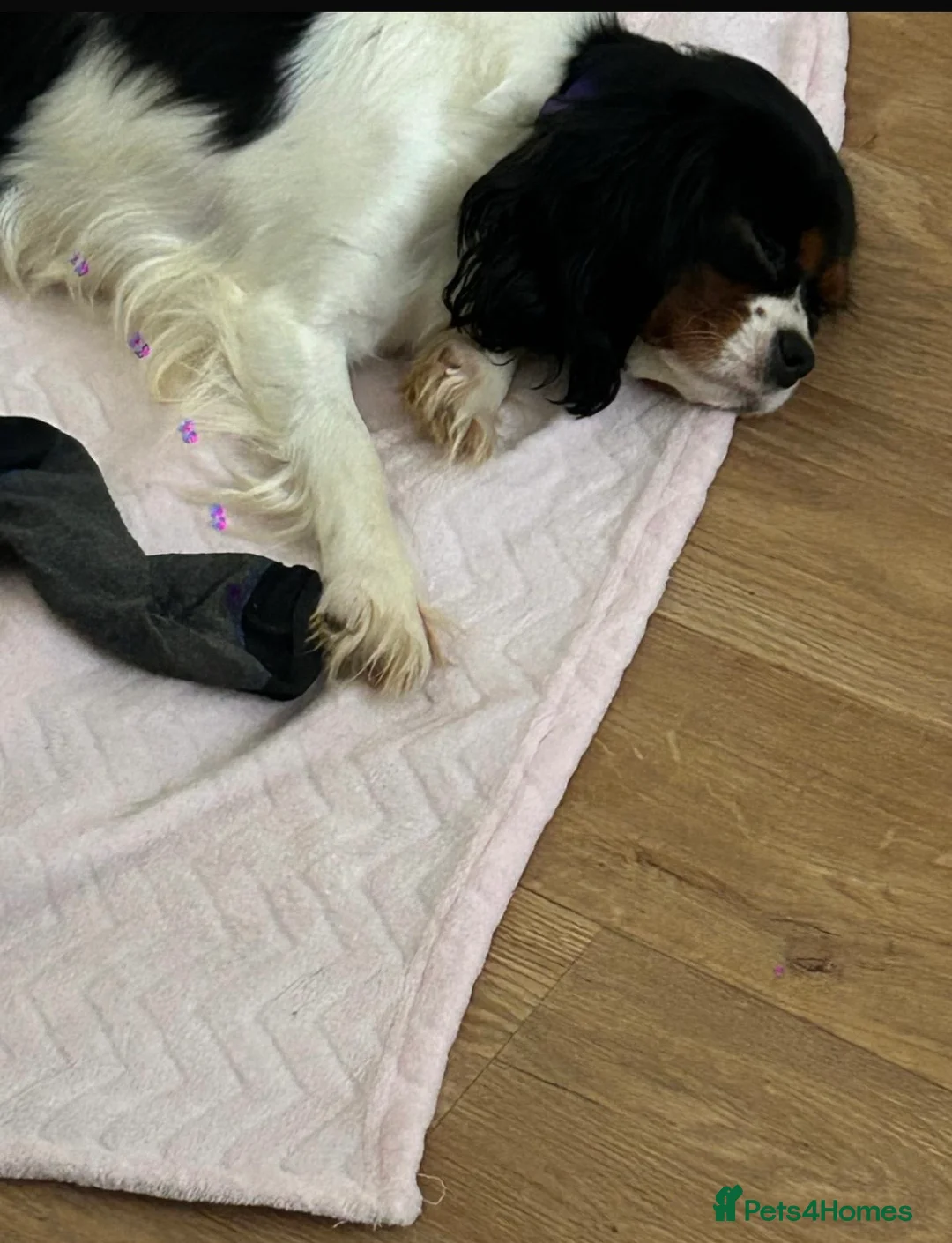 Cavalier King Charles Spaniel dogs for sale: Cavalier King Charles spaniel female. Tri colour  in Southampton - Advert 4