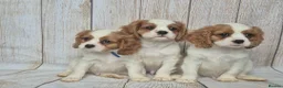 Cavalier King Charles Spaniel dogs for sale: 2 boys left ready to go now ❤️ - Advert 1