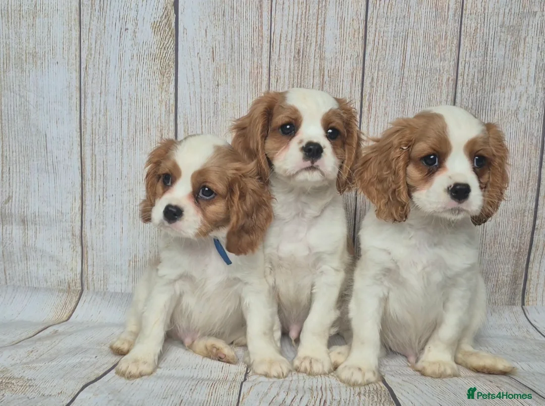 Cavalier King Charles Spaniel dogs for sale: 2 boys left ready to go now ❤️ - Advert 1