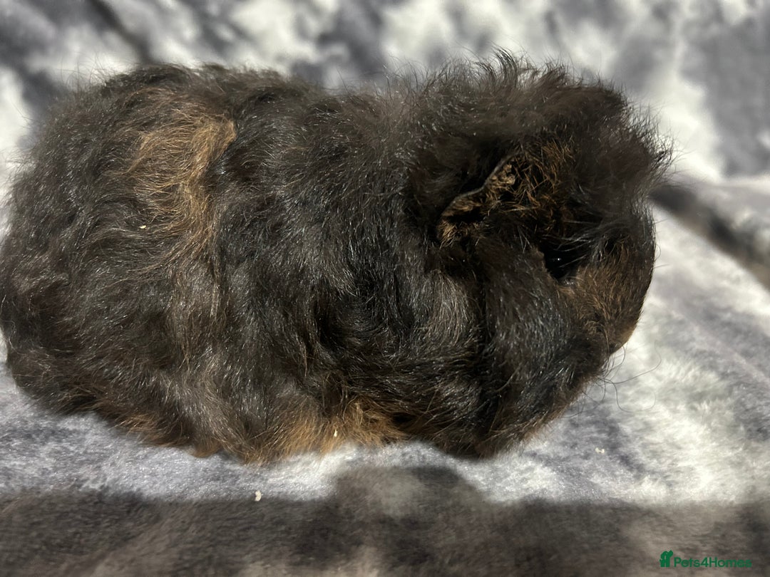 Guinea Pig rodents for sale: Swiss baby boars ready now - Advert 14