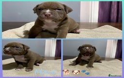 American Bully dogs for sale: Pocket American Bully Puppies - Image 2