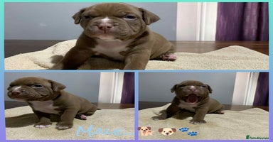 American Bully dogs - Advert 10