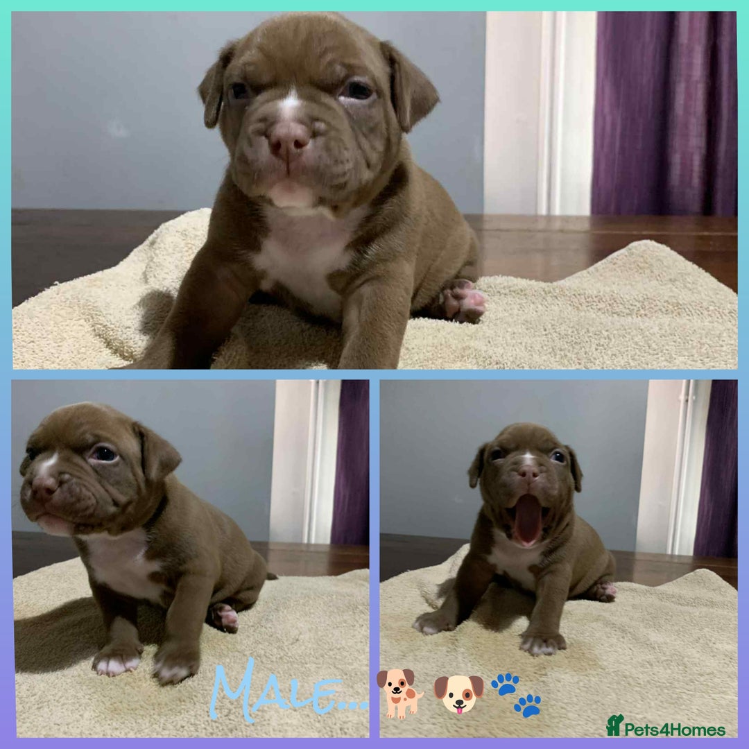American Bully dogs for sale: Pocket American Bully Puppies - Image 2