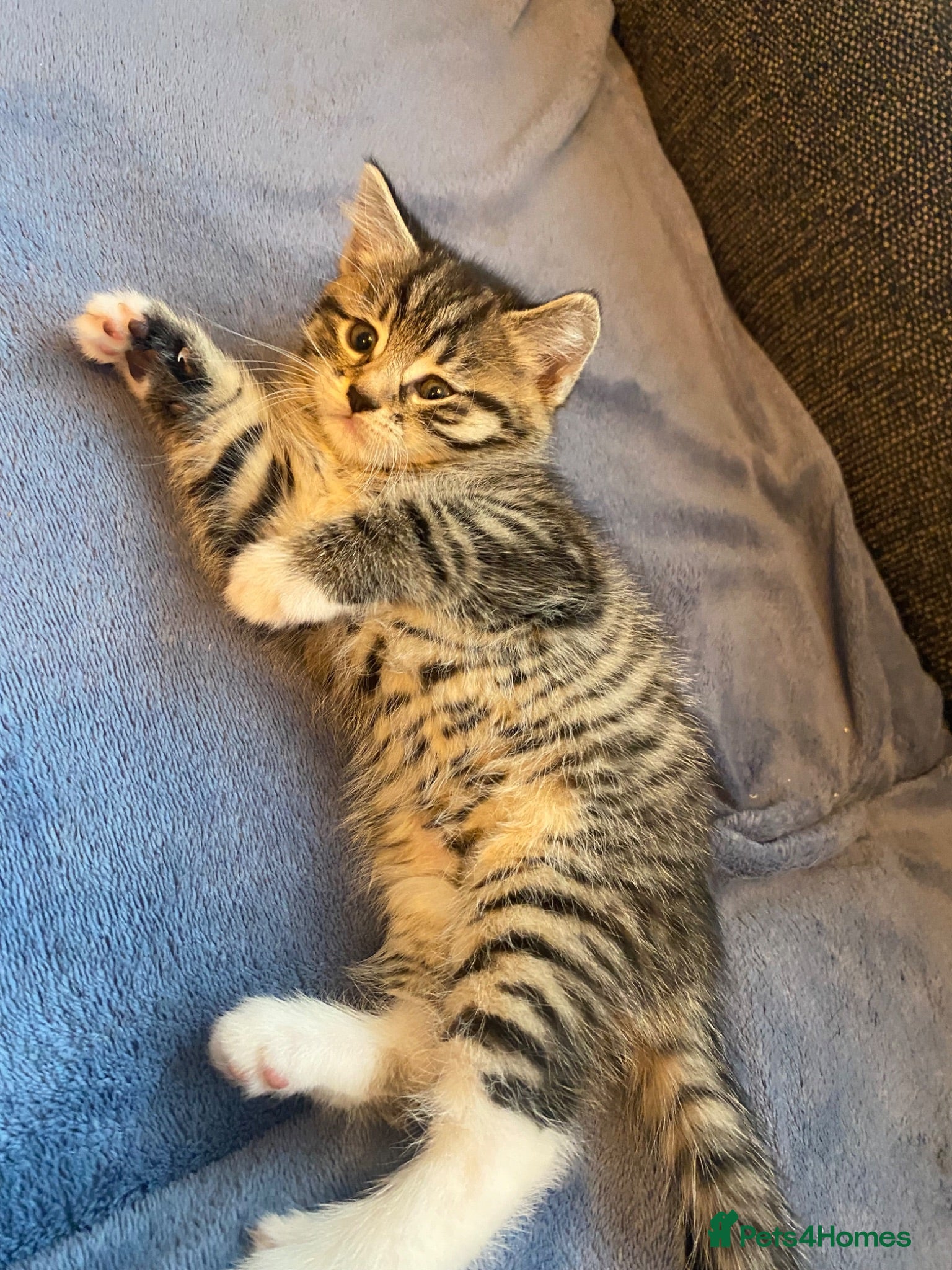 Mixed Breed cats 4 playful mixed kittens looking for forever homes - Advert 1