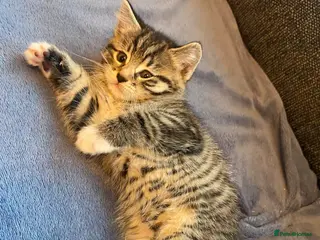 Mixed Breed cats 4 playful mixed kittens looking for forever homes - Advert 1