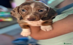 Dachshund dogs for sale: Beautiful dachshund puppies  - Image 8