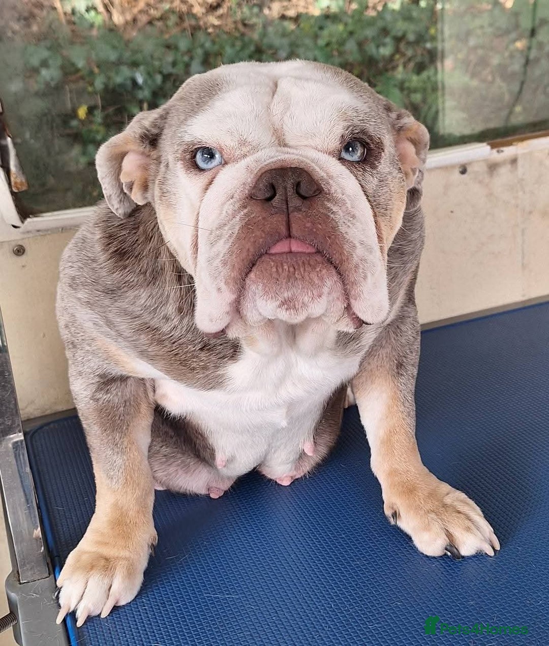 Olde English Bulldogge dogs for sale: English bulldog - Image 10