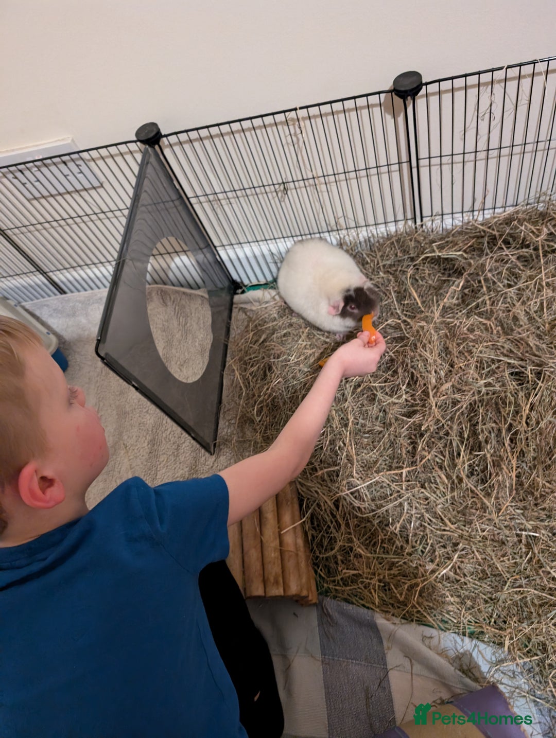 Guinea Pig rodents for sale: Guinea pigs  - Image 3