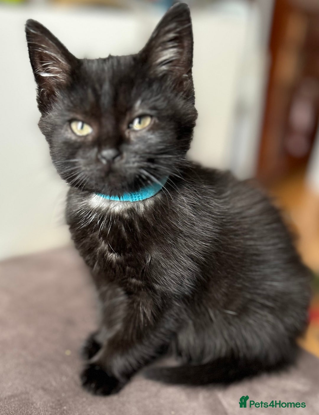 Mixed Breed cats for sale: 2 Female Kittens Ready now! Price reduced!! £40  - Image 5