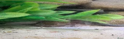 Axolotl reptiles for sale: 5 axolotls and set up. - Advert 9