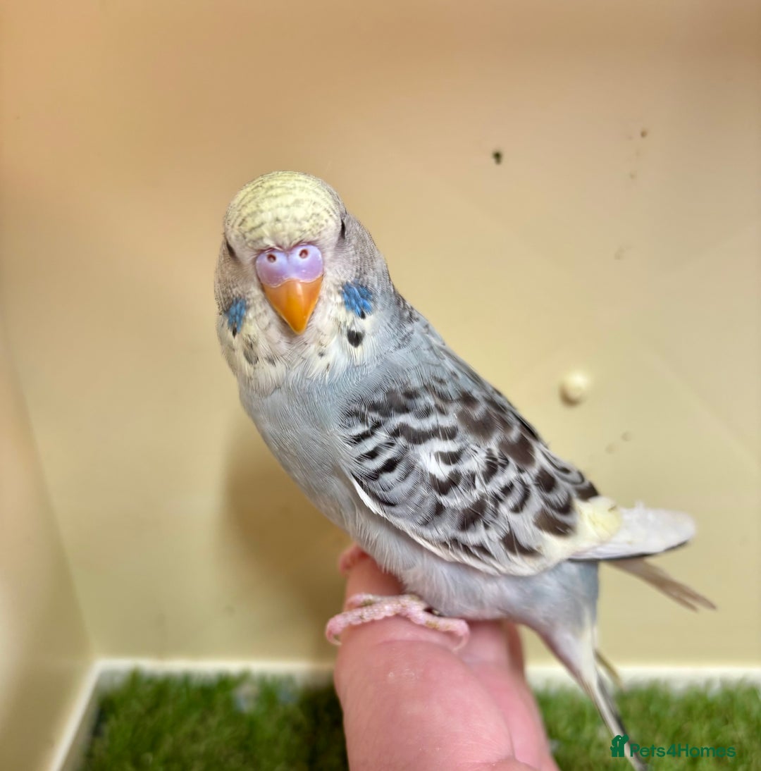 Budgerigars birds for sale: Beautiful baby budgies for sale  - Image 25