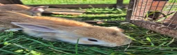 Mini Lop rabbits for sale: mini lop babies for sale - Advert 11