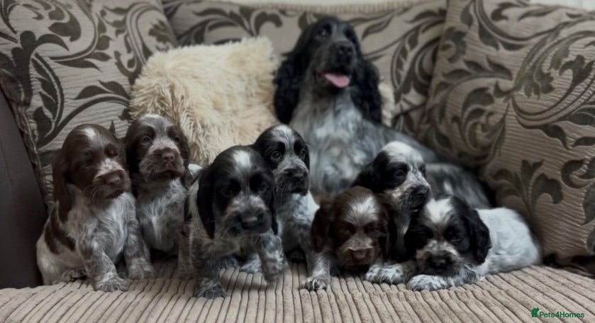 Cocker Spaniel dogs Gorgeous 100% show type cocker spaniel puppies - Advert 1