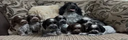 Cocker Spaniel dogs for sale: Gorgeous 100% show type cocker spaniel puppies - Advert 1