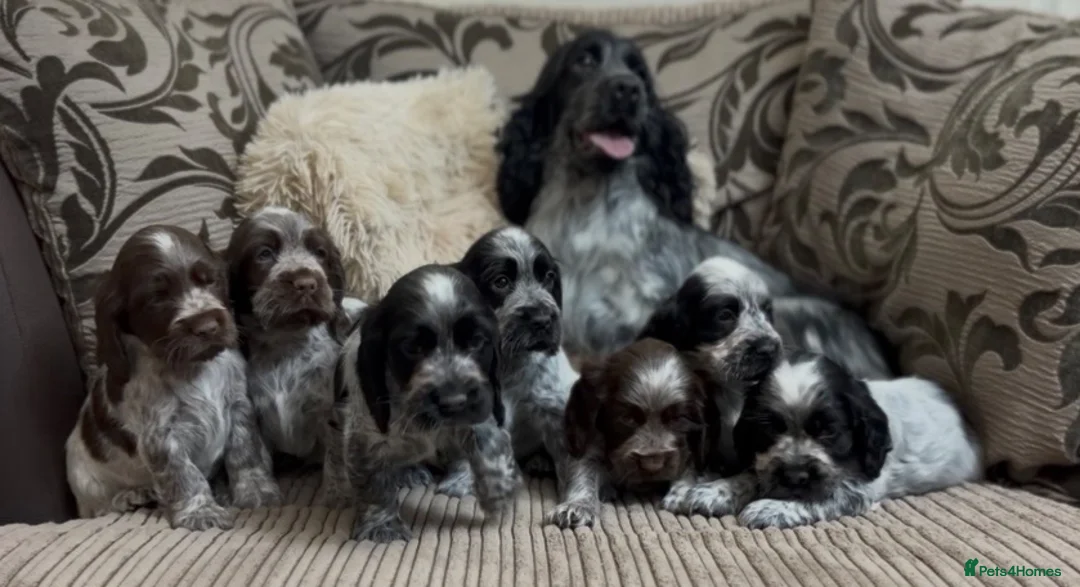 Cocker Spaniel dogs for sale: Gorgeous 100% show type cocker spaniel puppies - Advert 1