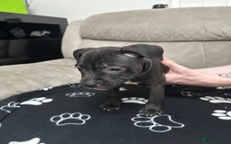 Staffordshire Bull Terrier dogs for sale: 2 Chunky staffy pups left !!! - Image 9