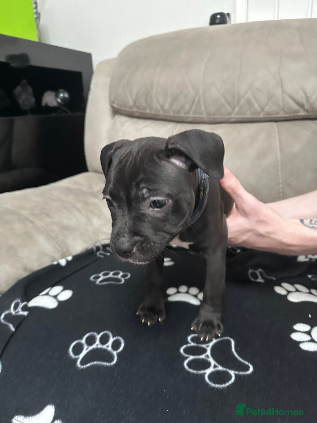 Staffordshire Bull Terrier dogs for sale: 2 Chunky staffy pups left !!! - Image 9