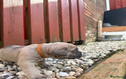 Cane Corso dogs for sale: cane corso pups - Image 7