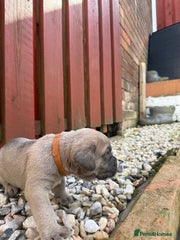 Cane Corso Puppy 5